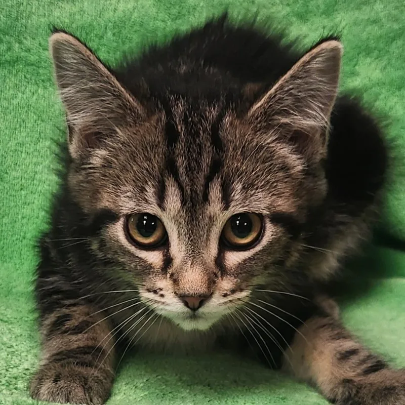 A baby small-sized female Brown / Chocolate Domestic Short Hair cat named Nova for adoption in Brighton, MO