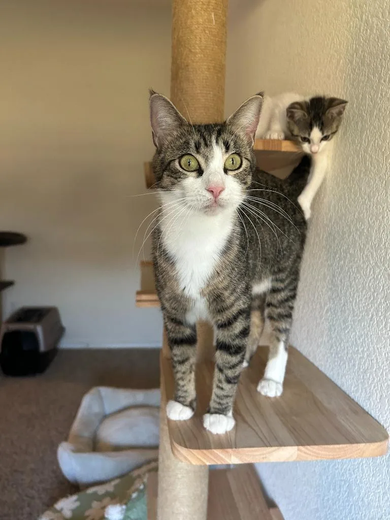 An adult medium-sized female Domestic Short Hair cat named Linda for adoption in Lewisville, TX