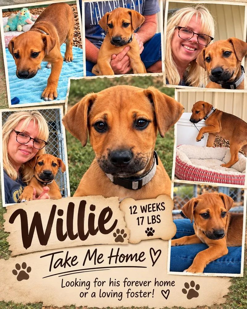 A baby medium-sized male Apricot / Beige German Shepherd Dog named Willie for adoption in Jackson, TN