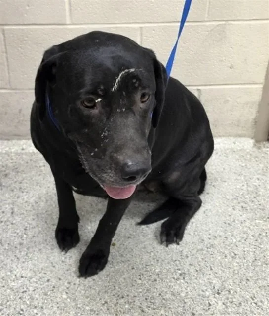 An adult large-sized female Labrador Retriever dog named Bella for adoption in Conroe, TX