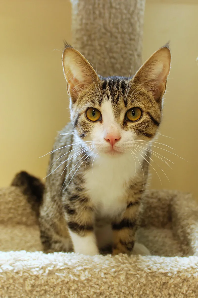 A baby medium-sized female Tabby (Brown / Chocolate) Domestic Short Hair cat named Margo for adoption in Urbana, OH