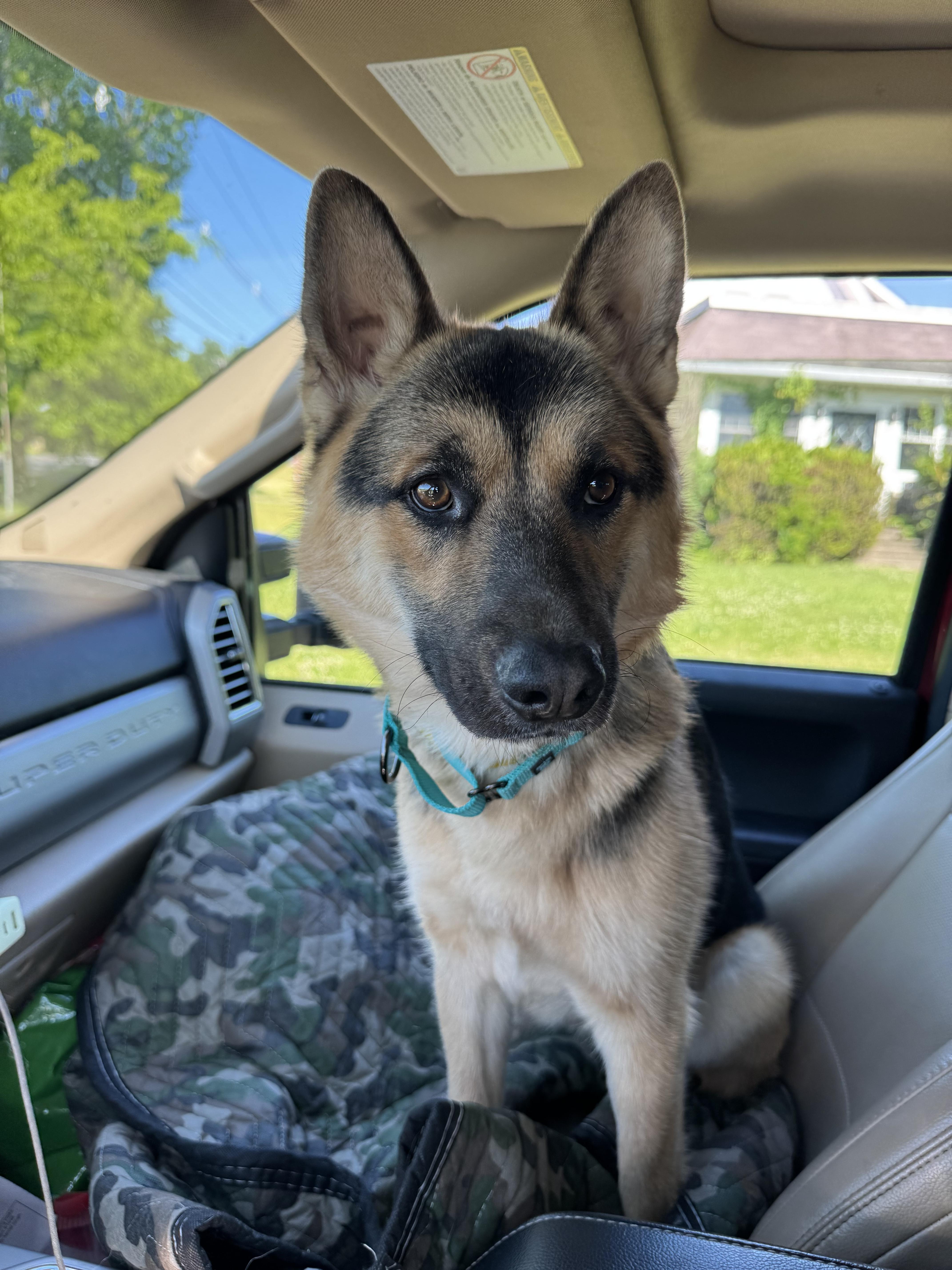 A young medium-sized male Black German Shepherd Dog dog named Cosmo for adoption in New Rochelle, NY