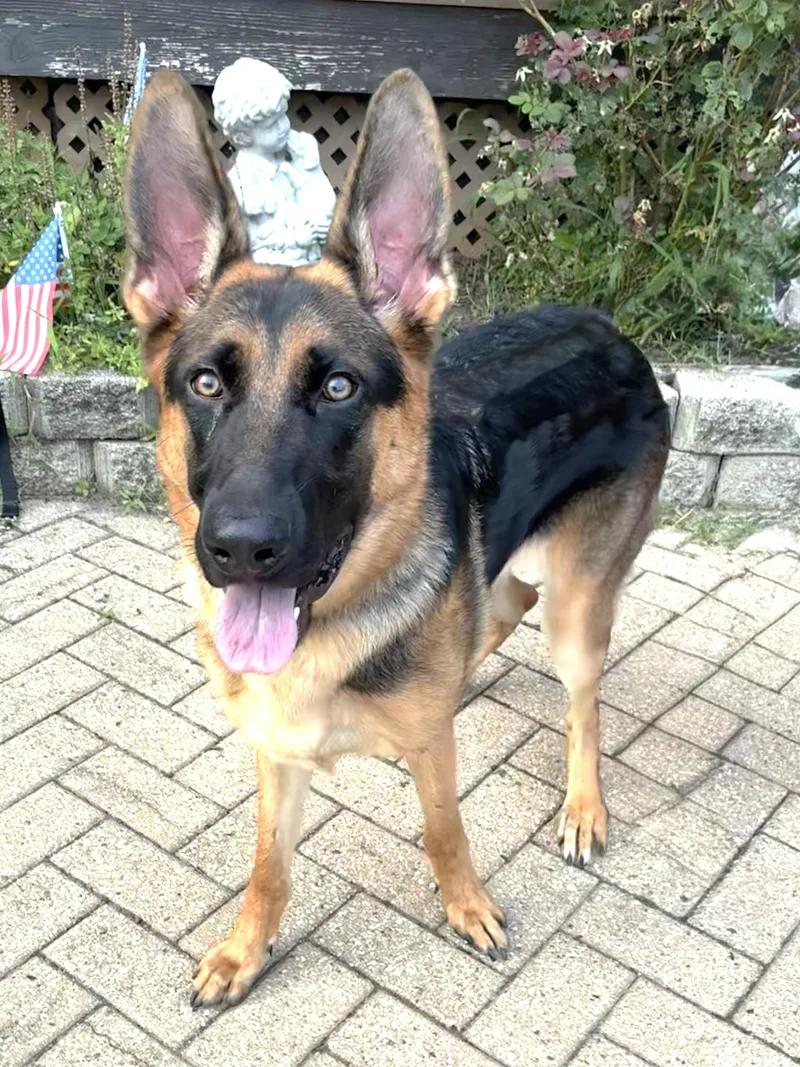 A young large-sized female Black German Shepherd Dog dog named Vena for adoption in West Chicago, IL