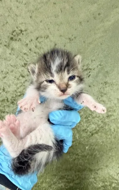 A baby small-sized female Domestic Short Hair cat named River for adoption in Riverside, CA