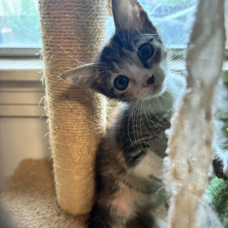 A baby medium-sized female Dilute Calico Domestic Short Hair cat named Cali for adoption in Liverpool, TX