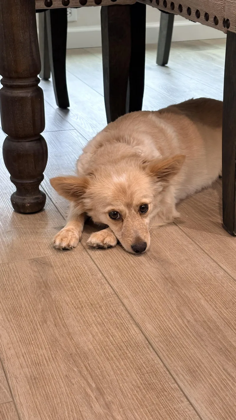 An adult small-sized female Apricot / Beige Pomeranian dog named Elsa for adoption in Southlake, TX