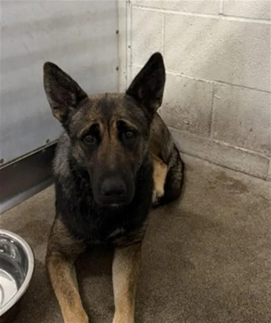 A young medium-sized female Dutch Shepherd dog named Robin for adoption in San Bernardino, CA