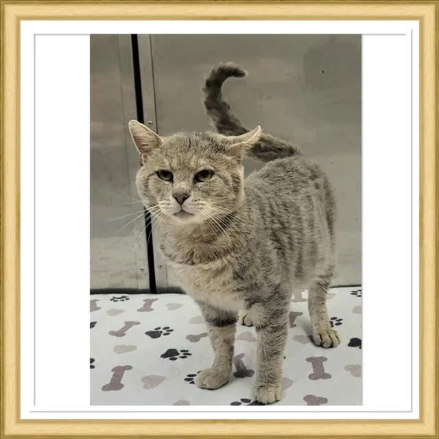 An adult small-sized male Tabby (Gray / Blue / Silver) Domestic Short Hair cat named Fluffernutter for adoption in Buckhannon, WV