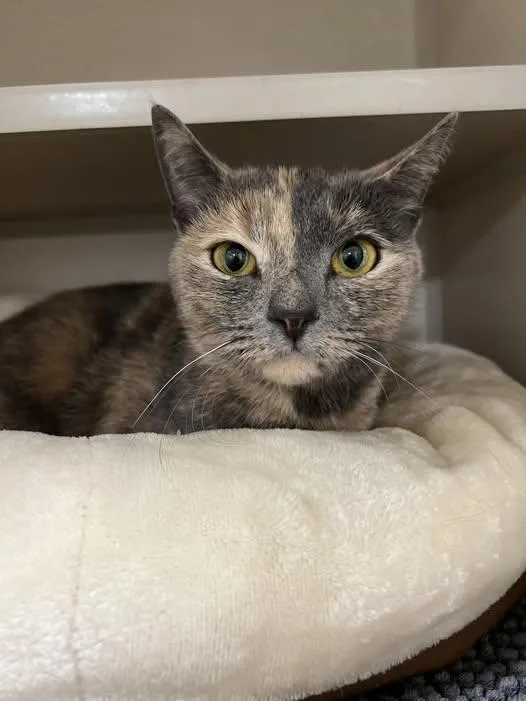A young medium-sized female Dilute Tortoiseshell Dilute Tortoiseshell cat named Dory for adoption in New Rochelle, NY