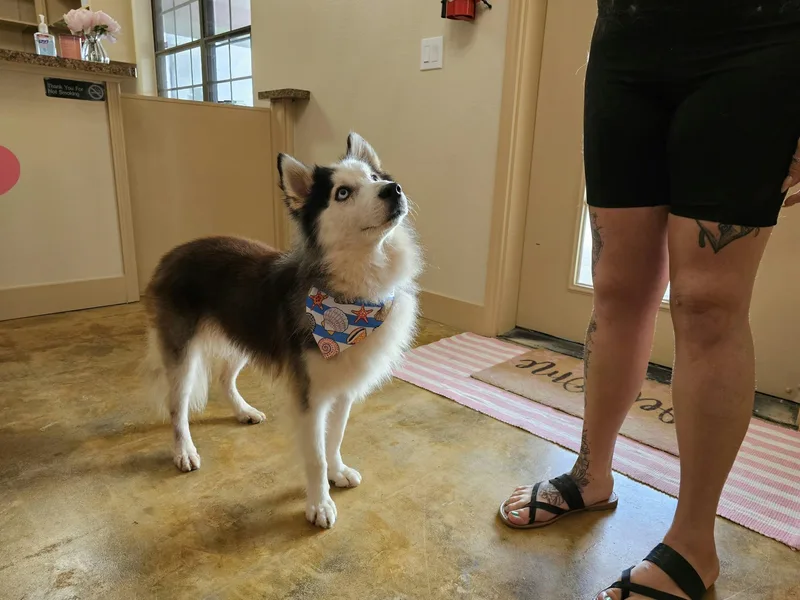 A young medium-sized male Husky dog named Ezra for adoption in Sumter, SC
