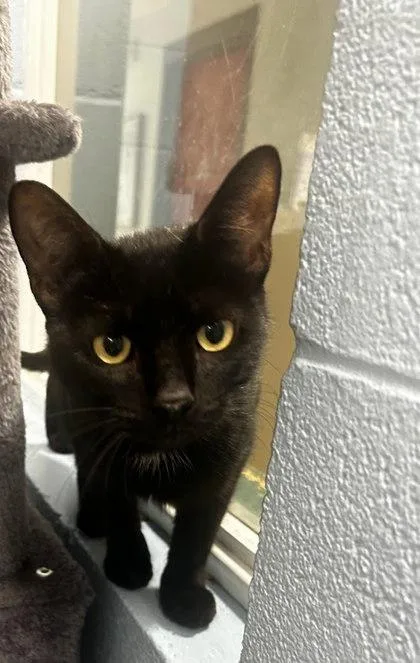 An adult small-sized female Domestic Short Hair cat named Happy for adoption in Munster, IN