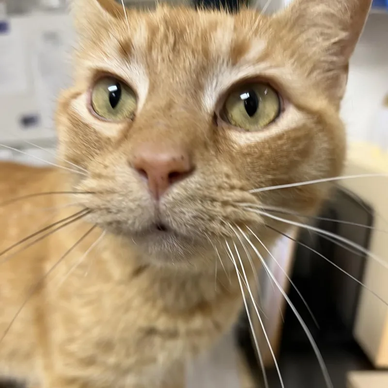 An adult large-sized male Orange / Red Domestic Short Hair cat named Cruz for adoption in Pekin, IL
