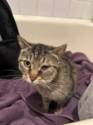 An adult medium-sized female Domestic Short Hair cat named Victorious for adoption in West Chester, PA