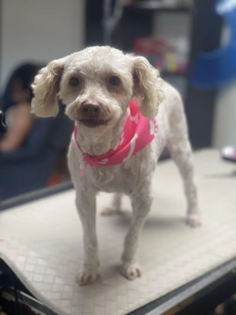 A senior small-sized female White / Cream Miniature Poodle dog named Judy for adoption in Fresno, CA