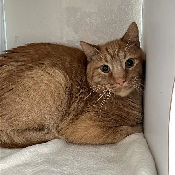 An adult large-sized male Orange / Red Domestic Medium Hair cat named Silvio for adoption in Branford, CT