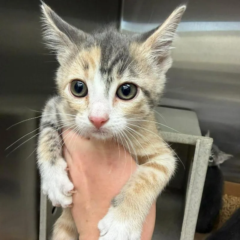 A baby small-sized female Orange / Red Domestic Short Hair cat named Goldie for adoption in Bastrop, TX