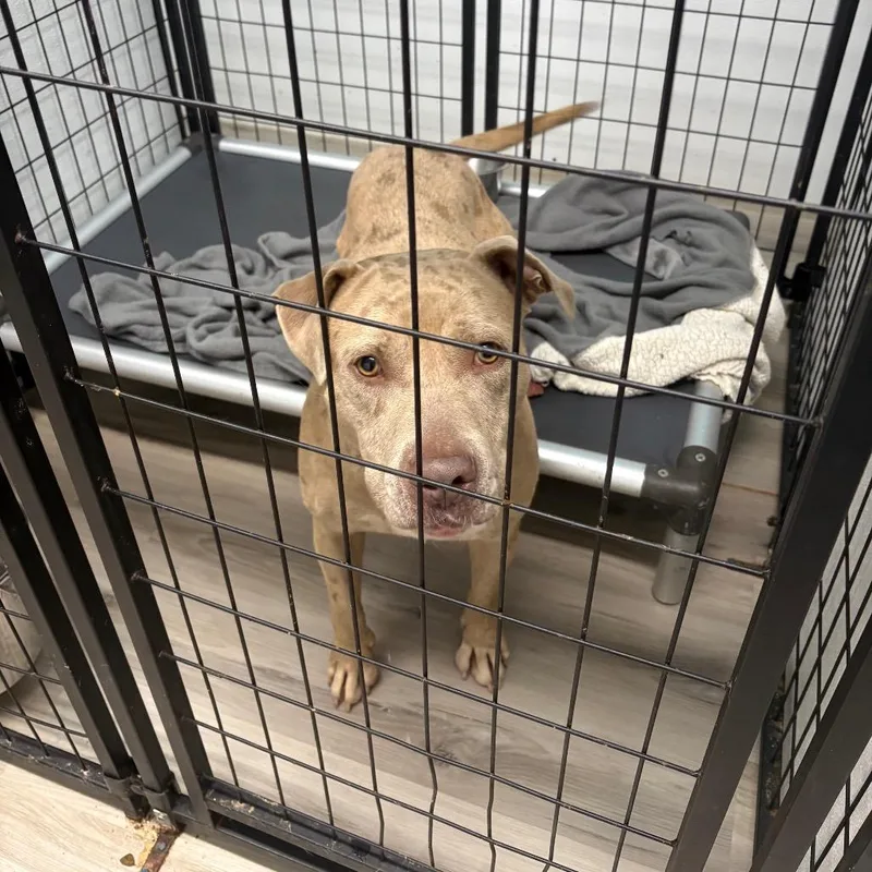 An adult medium-sized male Yellow / Tan / Blond / Fawn Terrier dog named Striker for adoption in St. Louis, MO