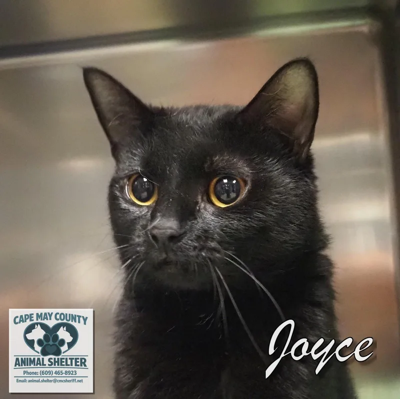 A young medium-sized female Domestic Short Hair cat named Joyce for adoption in Cape May Court House, NJ