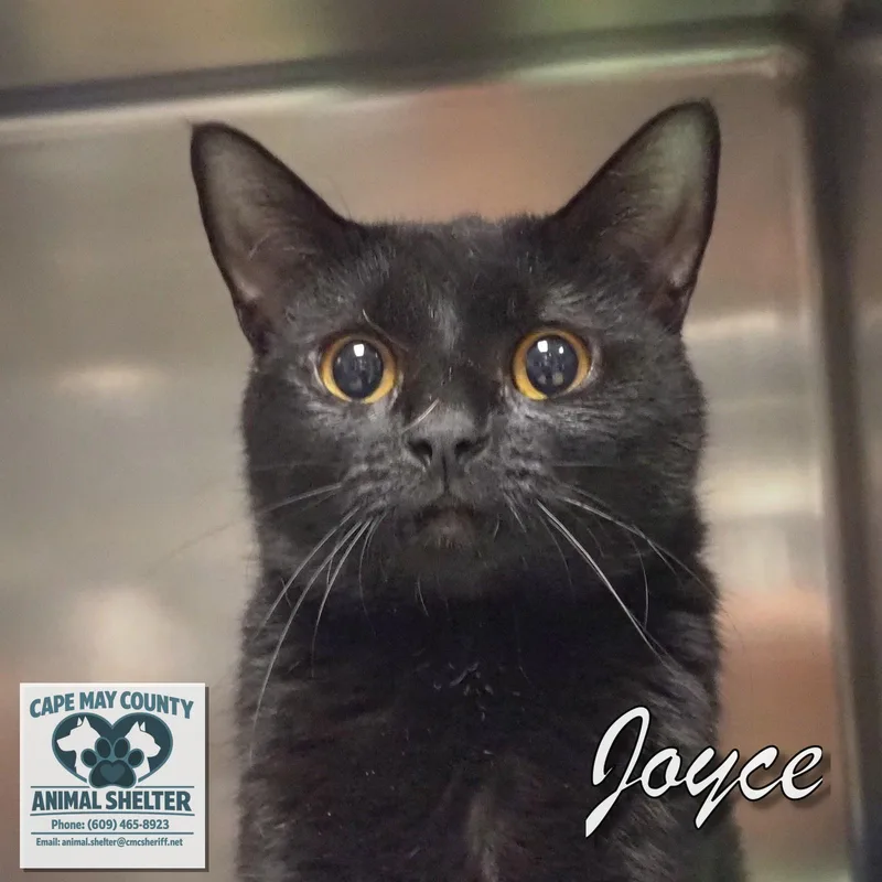Joyce thumbnail 3