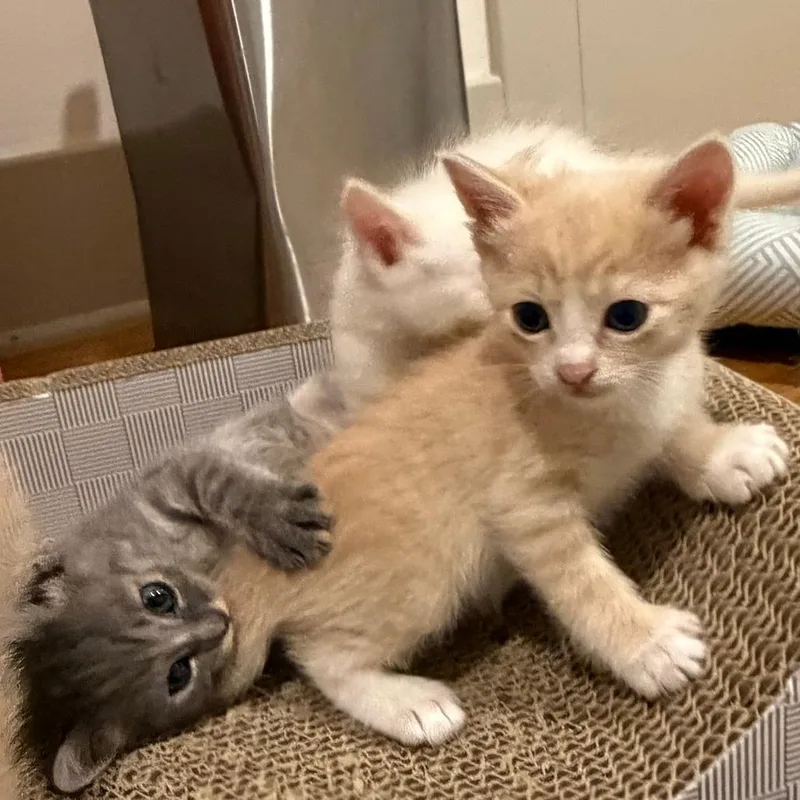 A baby small-sized male Orange / Red Domestic Short Hair cat named Toast  Costa Mesa for adoption in Chino Hills, CA