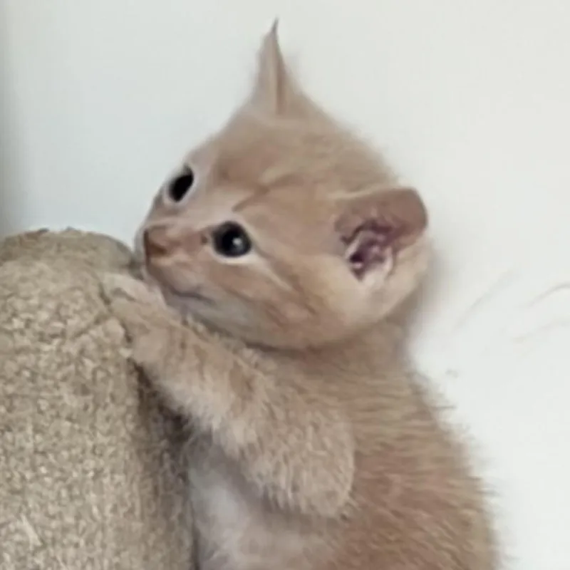 Toast  Costa Mesa thumbnail 6