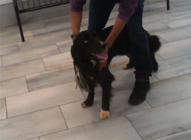 A young medium-sized female Australian Shepherd dog named Asmoryth for adoption in Charlotte, NC