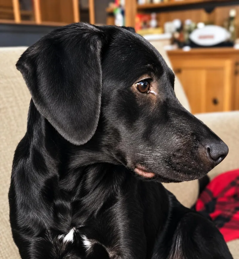 A baby medium-sized female Black Labrador Retriever dog named Pebbles for adoption in Holly Springs, MS