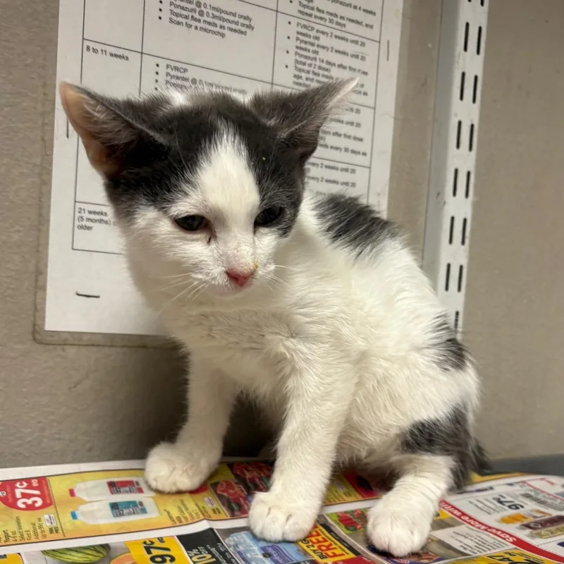 A baby small-sized male Gray / Blue / Silver Domestic Short Hair cat named Suko for adoption in Yuma, AZ