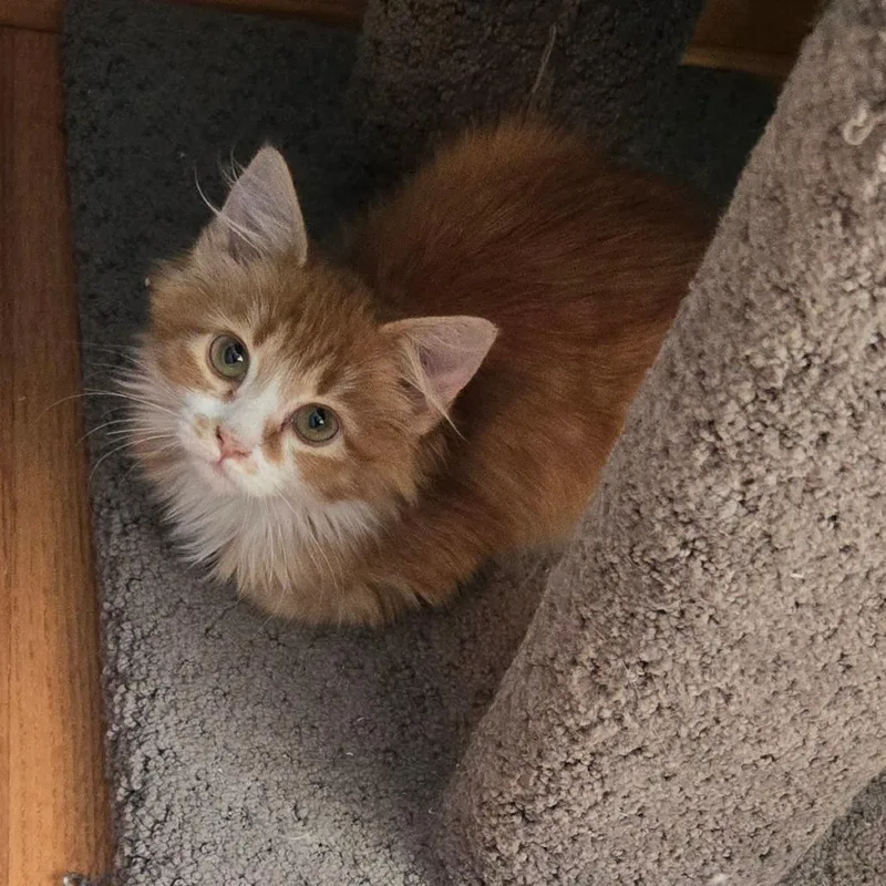 A baby small-sized female Orange / Red Domestic Long Hair cat named Tostada for adoption in Rocky Mount, VA