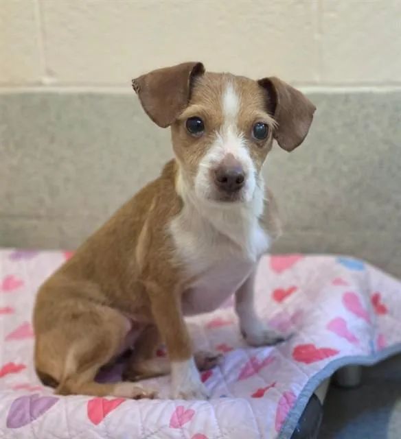 A young small-sized female Terrier dog named Livvy for adoption in Statesville, NC