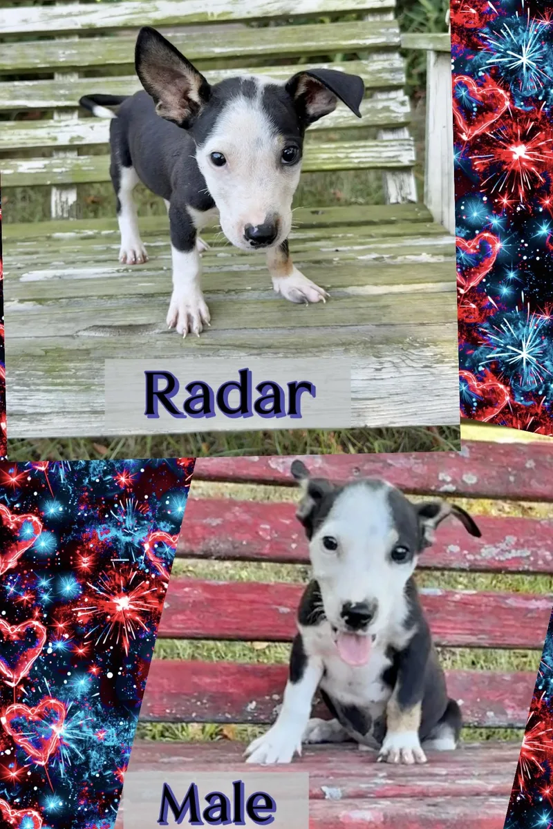 A baby medium-sized male Corgi dog named Radar for adoption in Manchester, CT