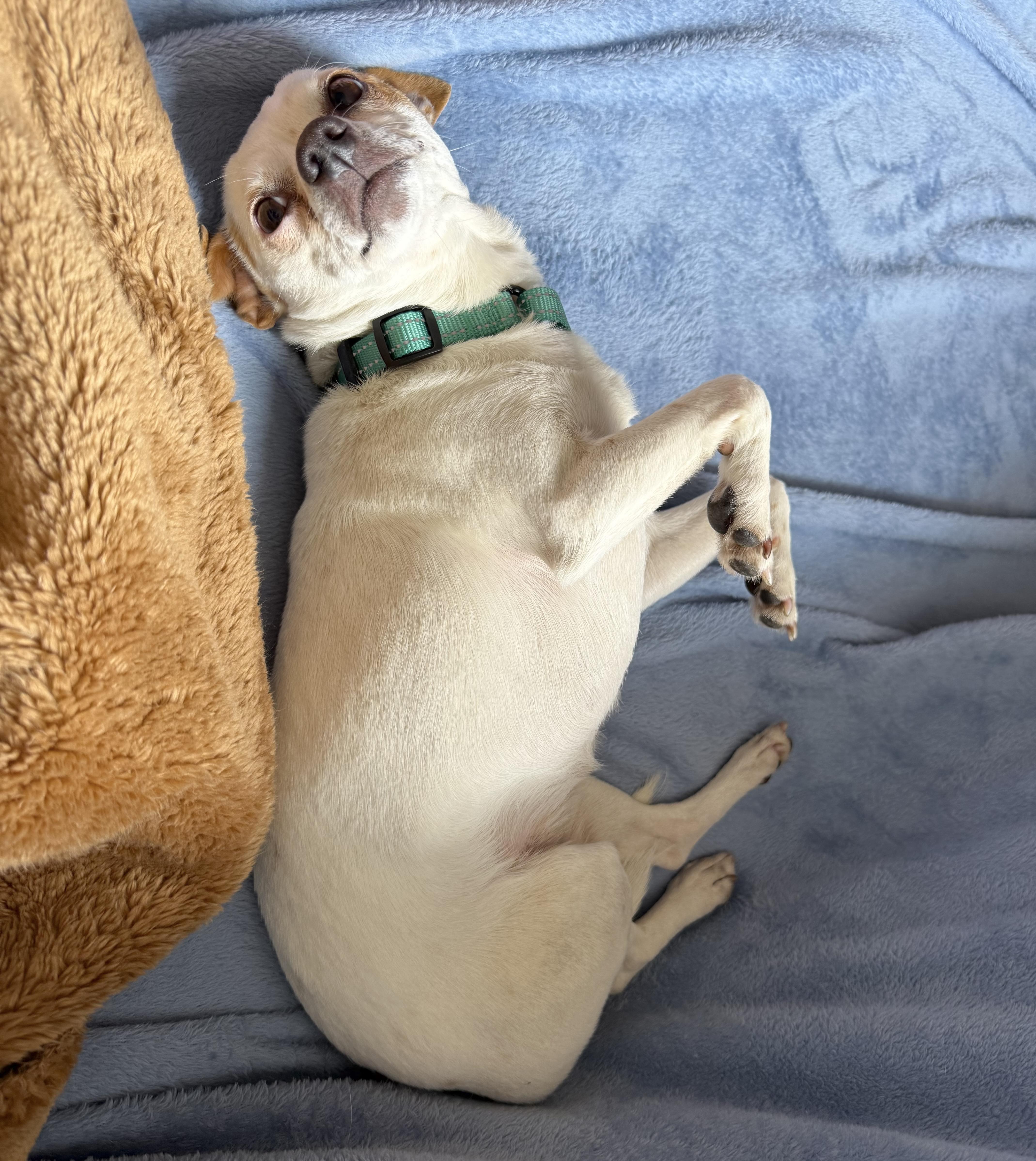 Palomina thumbnail 2