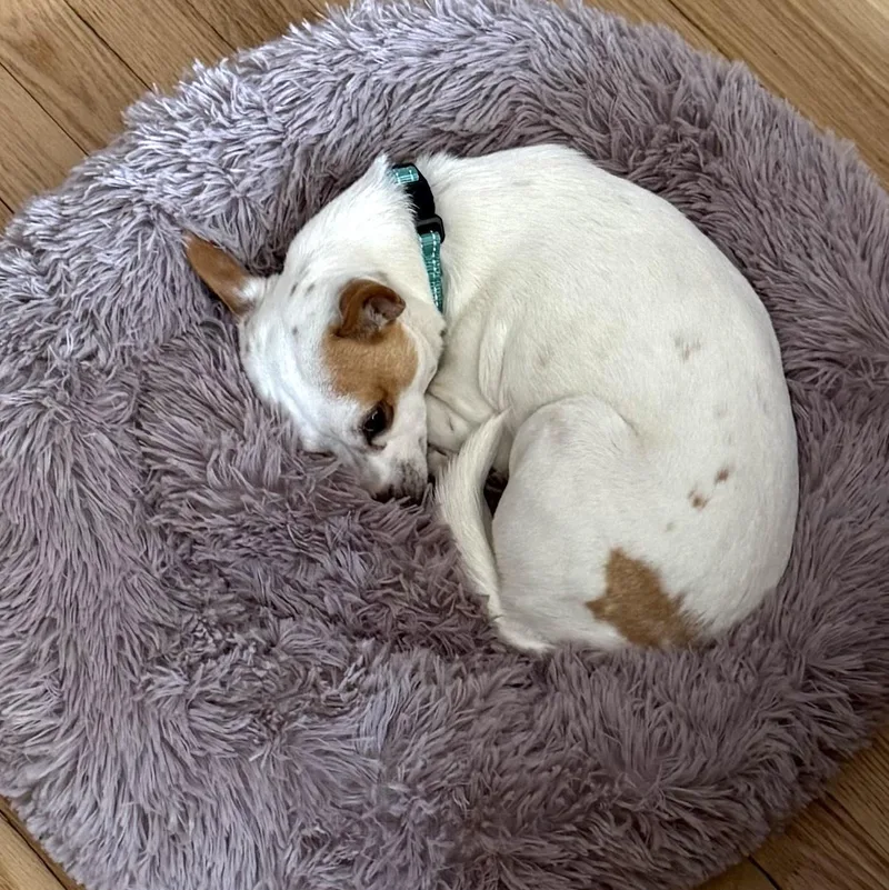 Palomina thumbnail 3