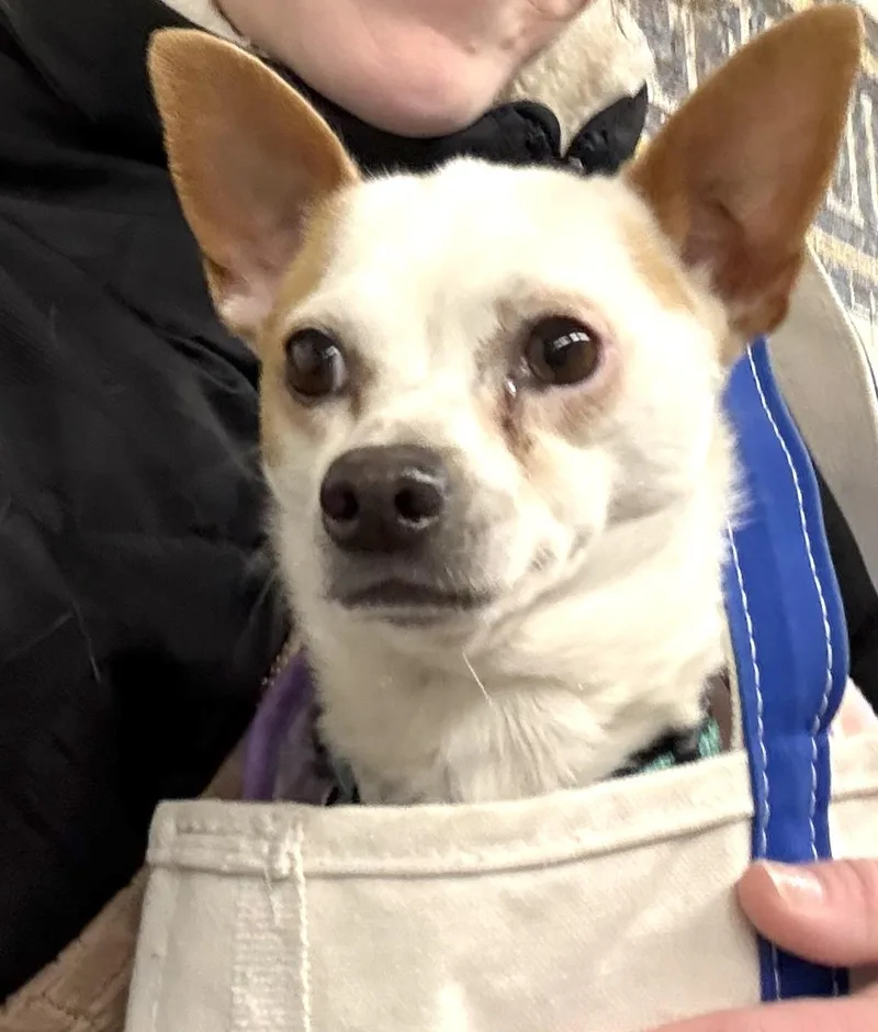 Palomina thumbnail 4