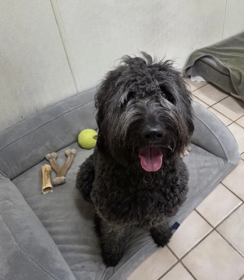 A young large-sized male Black Goldendoodle dog named Blu for adoption in Carsonville, MI