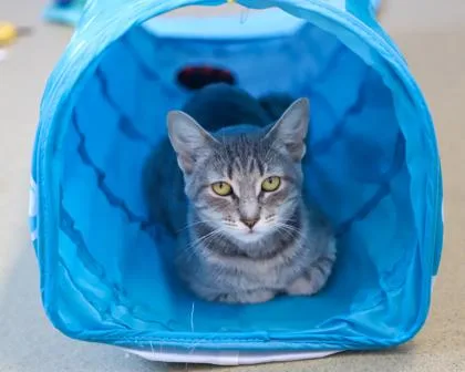 A young small-sized female Domestic Short Hair cat named Melissa King for adoption in West Seneca, NY