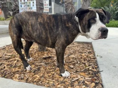 An adult large-sized female Pit Bull Terrier dog named Tigeresa for adoption in San Pedro, CA