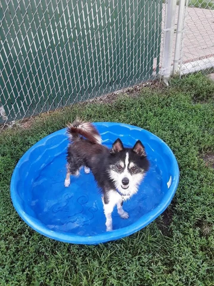 An adult medium-sized male Pomeranian dog named Boey for adoption in South Bend, IN