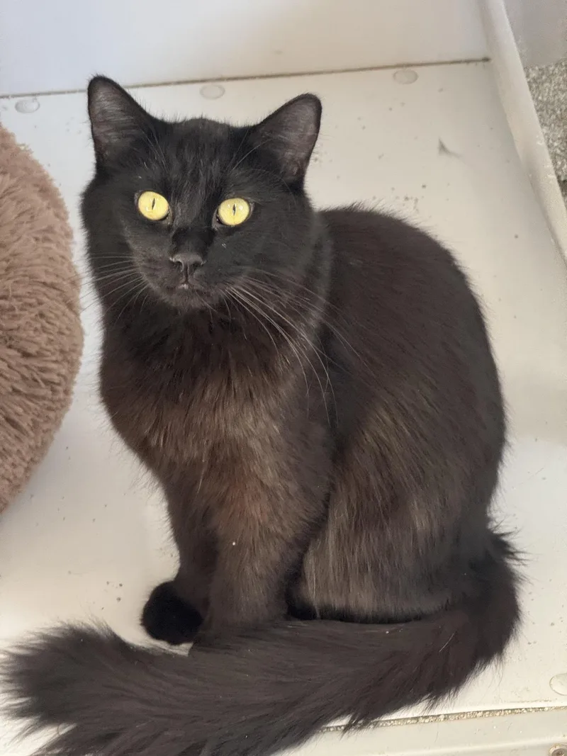 A young medium-sized male Domestic Long Hair cat named Bowser for adoption in Sonora, CA