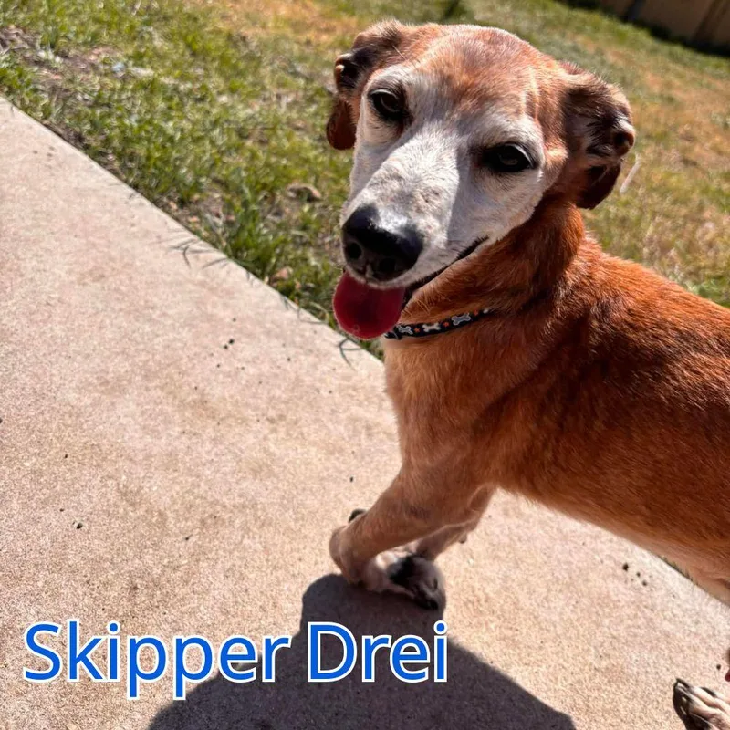 A senior medium-sized male Dachshund dog named Skipper Drei for adoption in San Antonio, TX