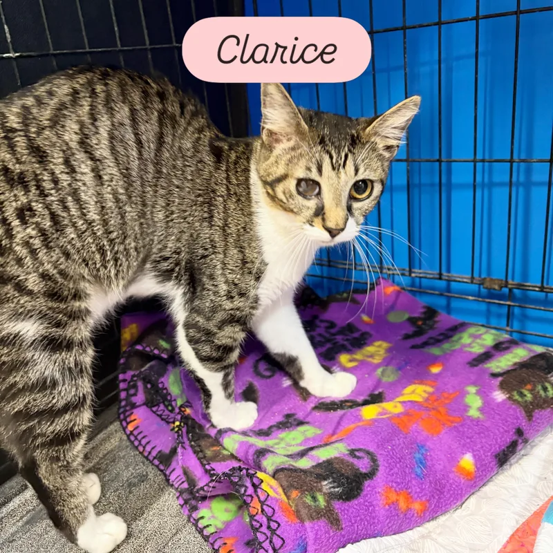 A young small-sized female Tabby (Buff / Tan / Fawn) Domestic Short Hair cat named Clarice for adoption in Centerville, GA