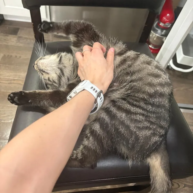 An adult medium-sized female Black Domestic Medium Hair cat named Smokestack for adoption in Philadelphia, PA