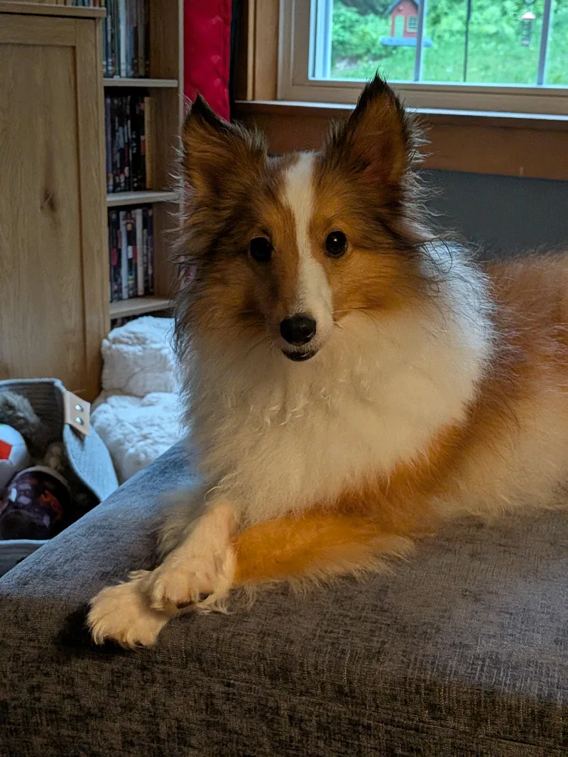 A young small-sized female Sable Shetland Sheepdog / Sheltie dog named Andy for adoption in Portland, ME