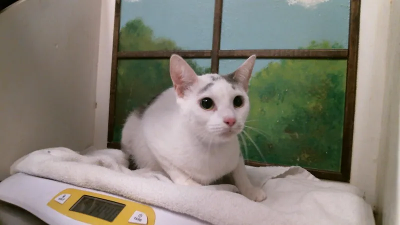 A young medium-sized female Domestic Short Hair cat named Kensy for adoption in Houston, TX