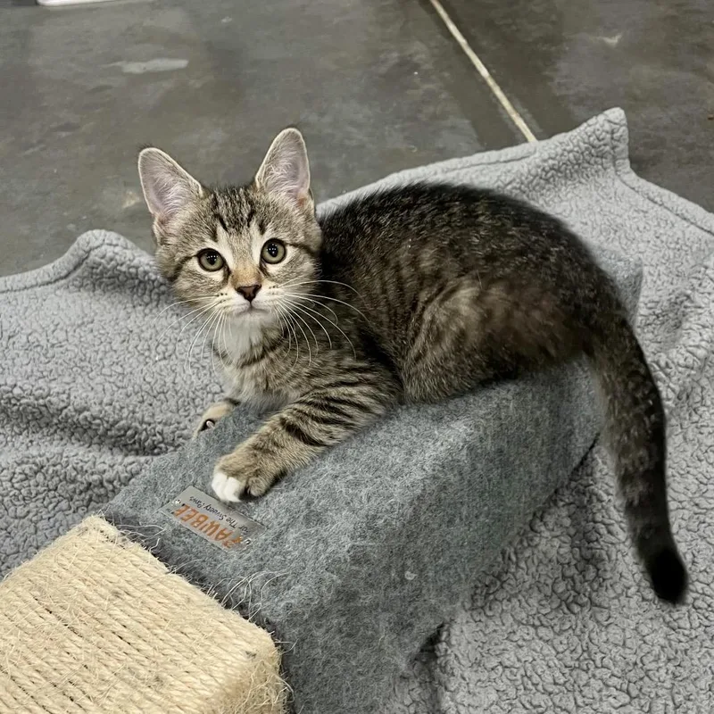 A baby small-sized female Black Domestic Short Hair cat named Hera for adoption in Fairmont, WV