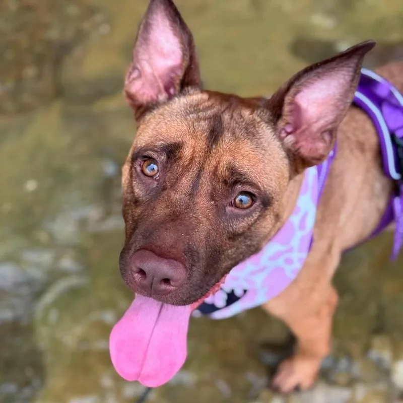 A young medium-sized female Red / Chestnut / Orange Belgian Shepherd / Malinois dog named Santana for adoption in Nashville, TN