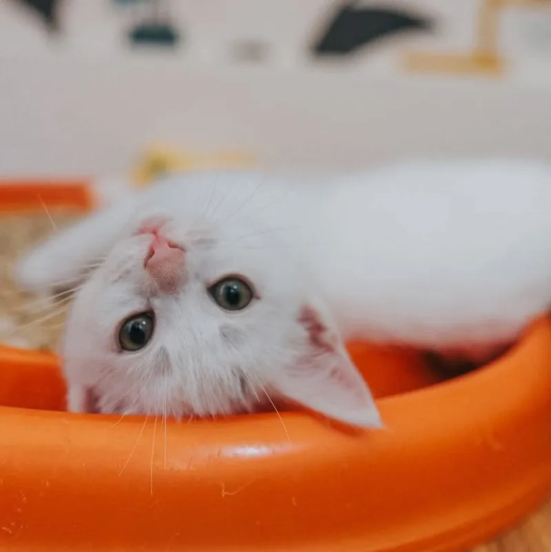 A baby medium-sized female White Domestic Short Hair cat named Roxie for adoption in Kentwood, MI
