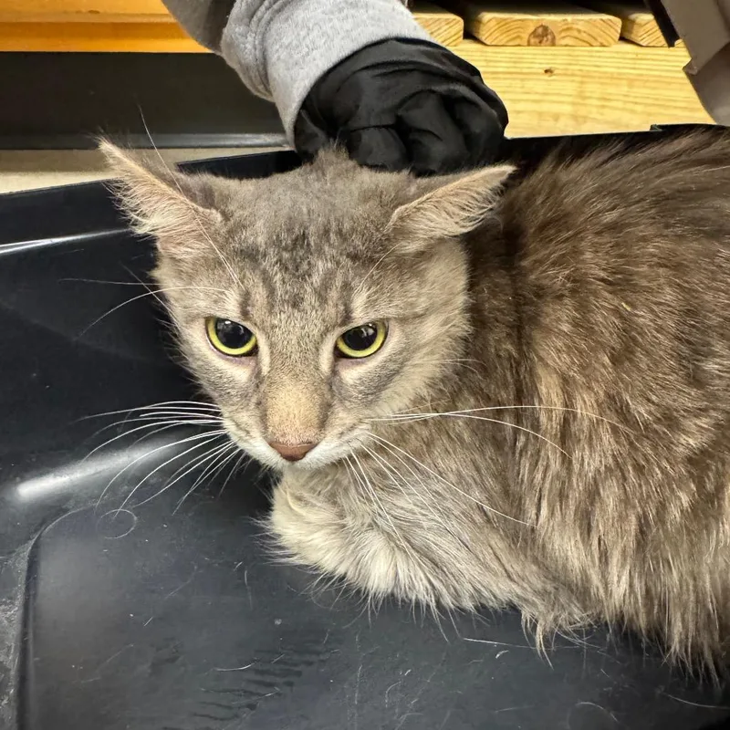 An adult medium-sized female Gray / Blue / Silver Domestic Medium Hair cat named Blossom Mcfluff for adoption in York, PA