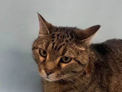 A senior small-sized male Domestic Short Hair cat named Loki for adoption in Coon Rapids, MN