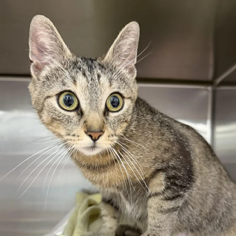 A young medium-sized female Tabby (Brown / Chocolate) Domestic Short Hair cat named Rae for adoption in Maple Shade, NJ